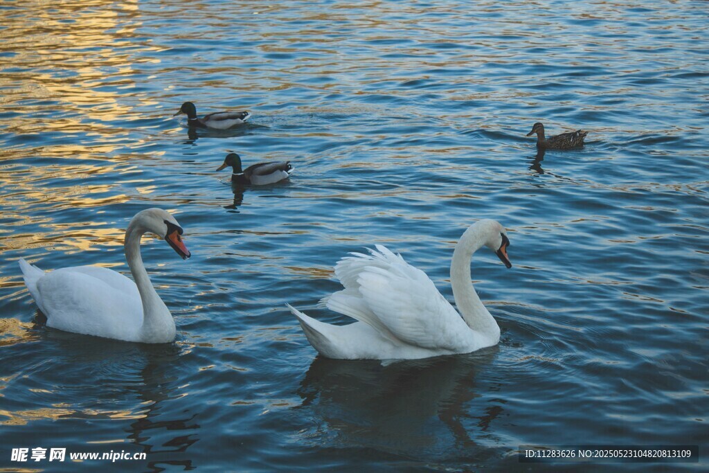 湖面上的天鹅与野鸭