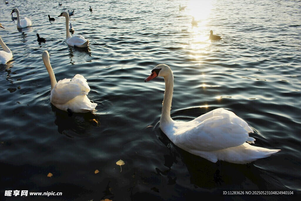 夕阳下湖中的优雅天鹅