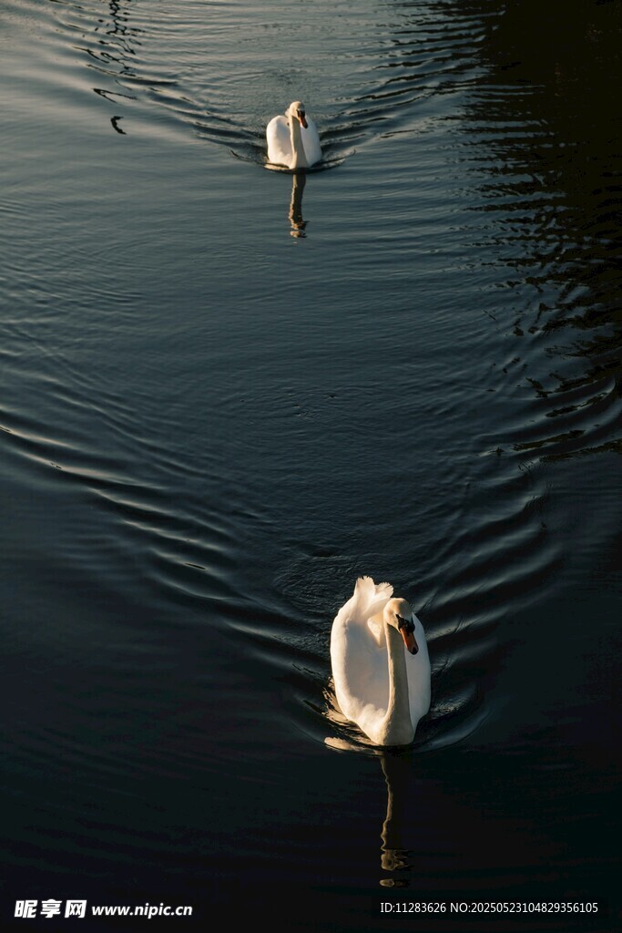 湖面上优雅游动的白天鹅