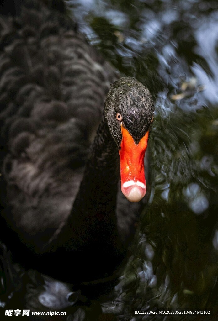黑天鹅特写