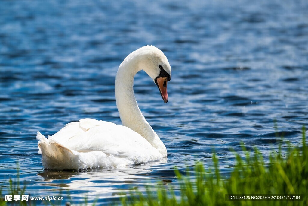 湖中游弋的优雅白天鹅