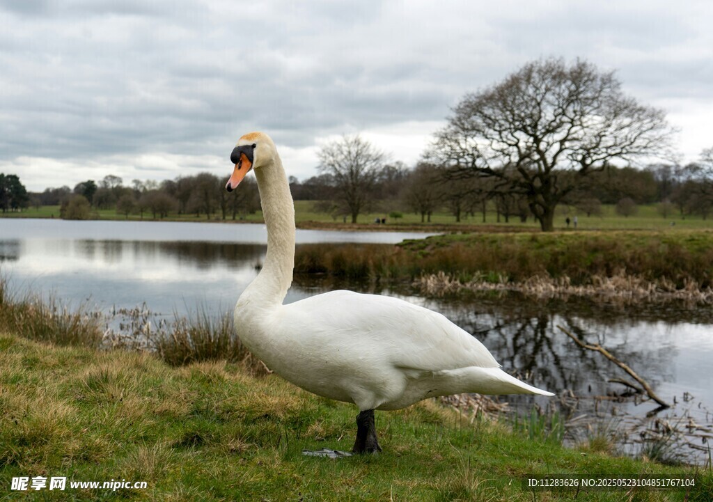 湖畔天鹅优雅伫立
