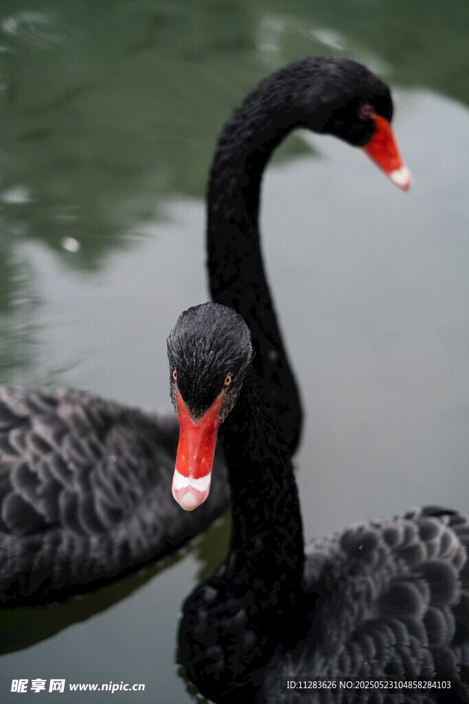 水中双黑天鹅优雅姿态