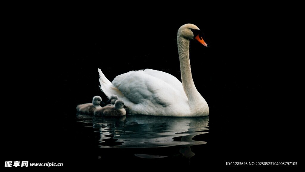 优雅天鹅水中悠然游弋