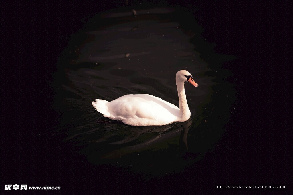 黑夜中独游的优雅白天鹅