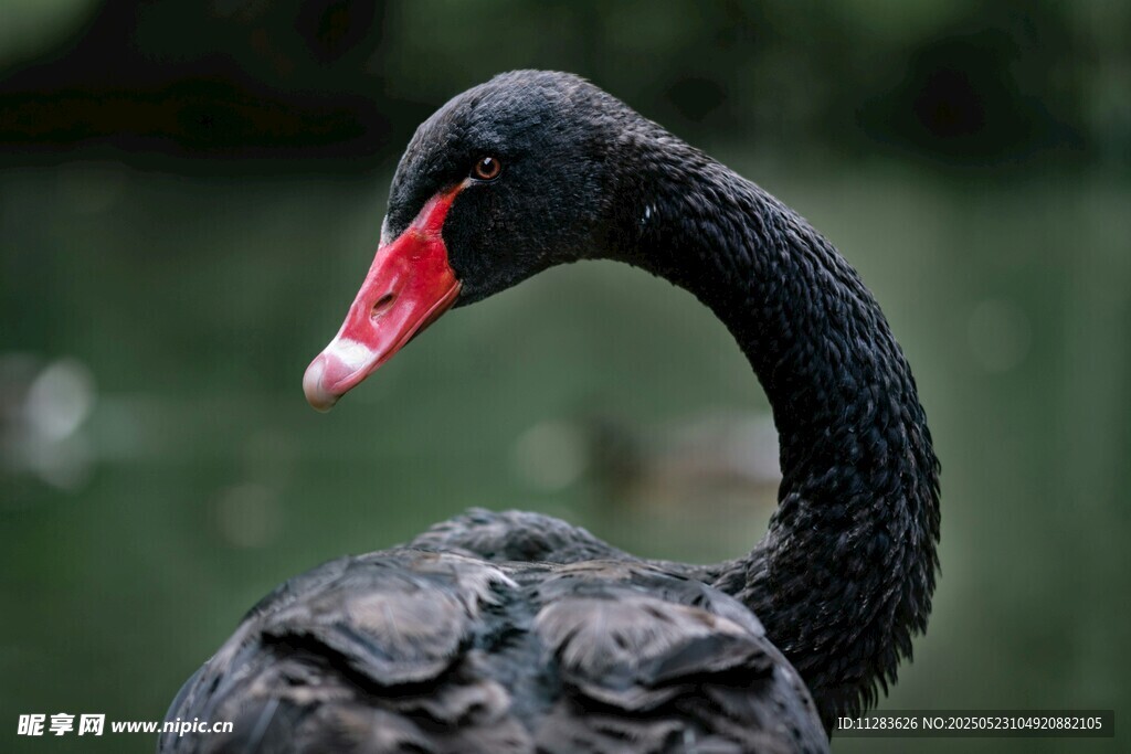 优雅黑天鹅特写