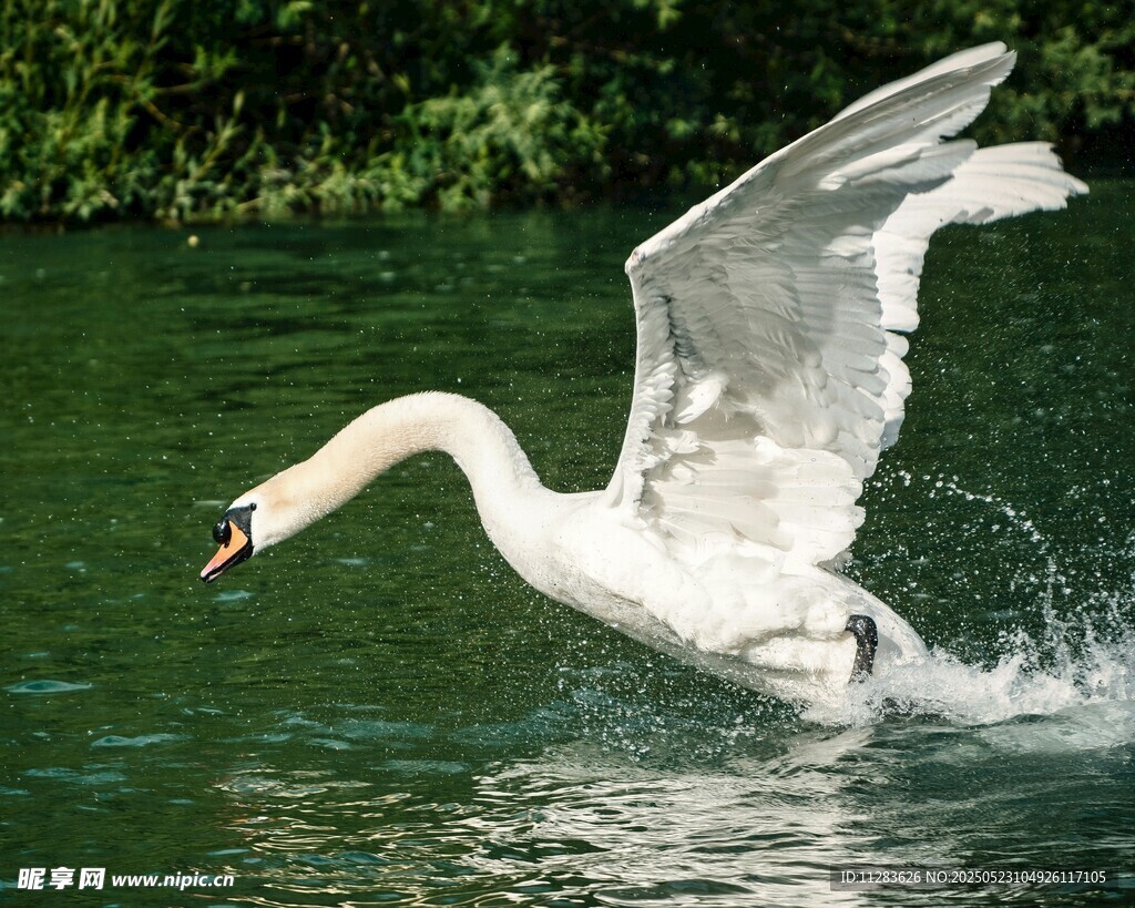 天鹅展翅于碧波之上