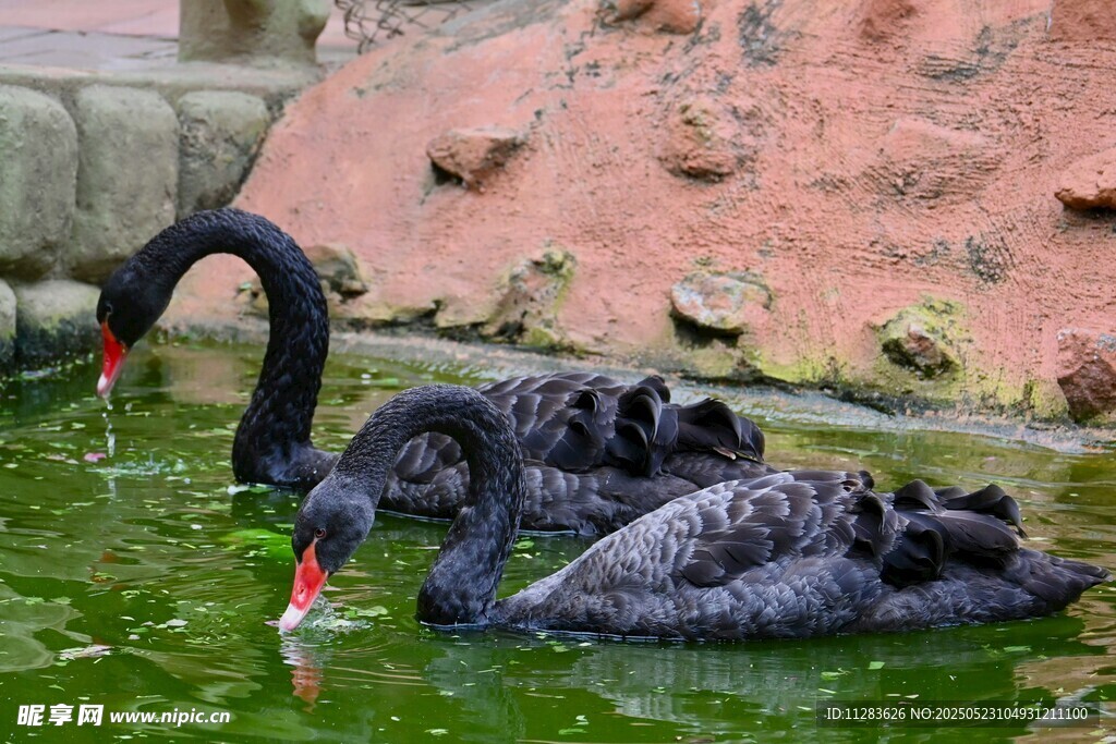 黑天鹅水中优雅休憩
