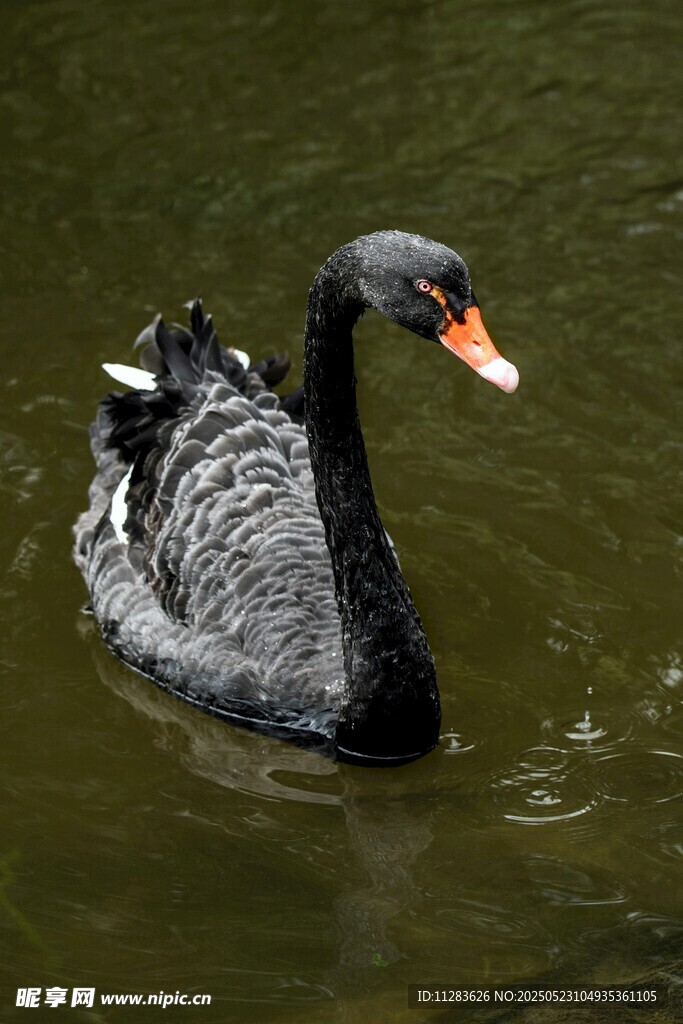 黑天鹅水中悠然游动