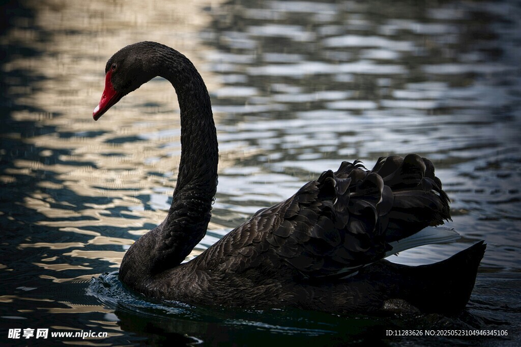 优雅黑天鹅水中悠然游弋