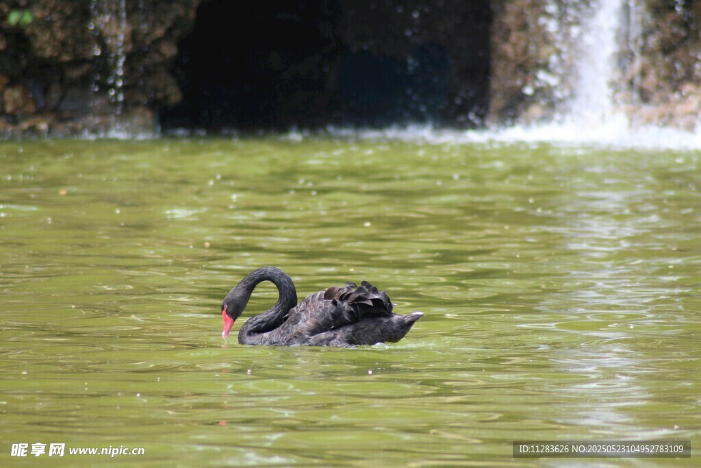 绿水中的黑天鹅悠然游动