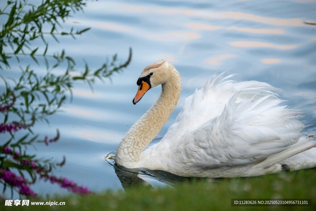 优雅天鹅于湖畔悠然戏水