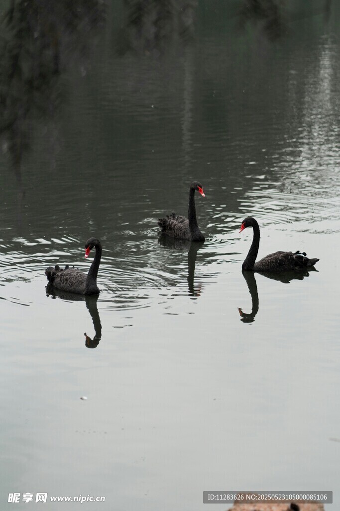 湖面上悠游的黑天鹅