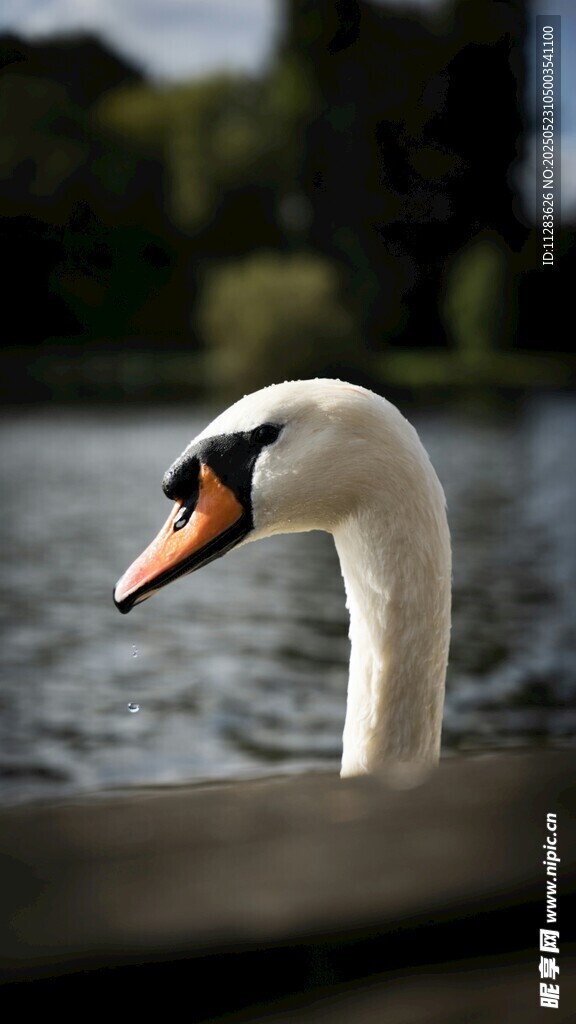 优雅天鹅于湖畔悠然自得