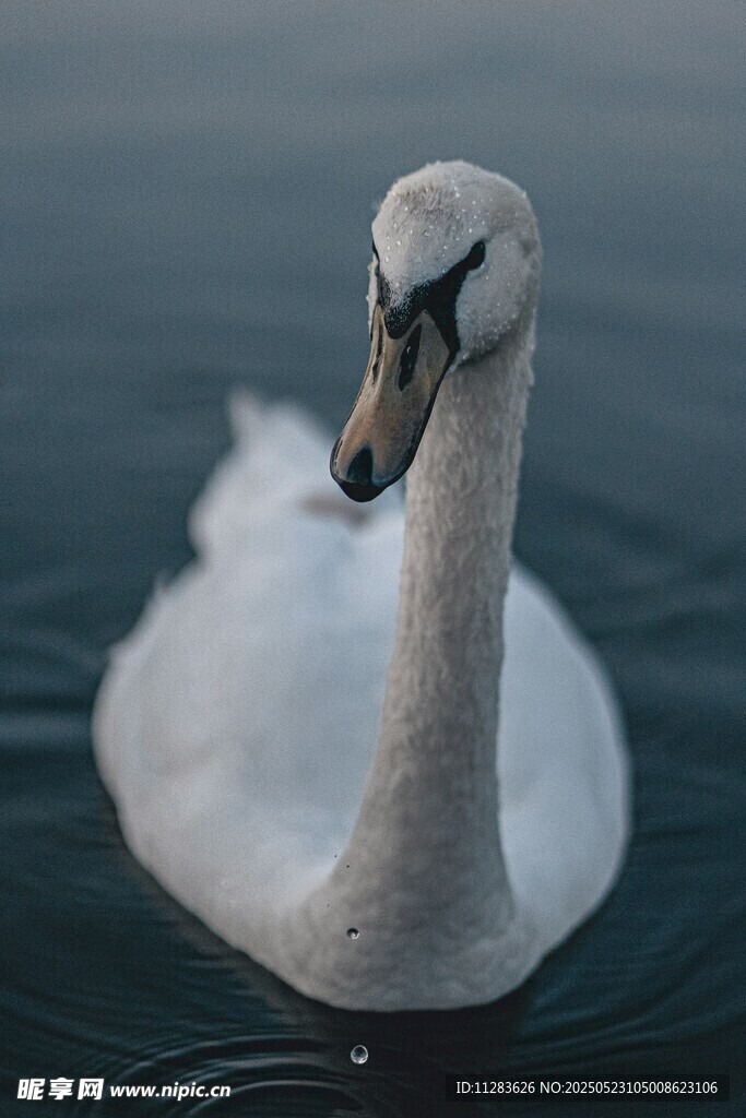 优雅天鹅水中悠然自得