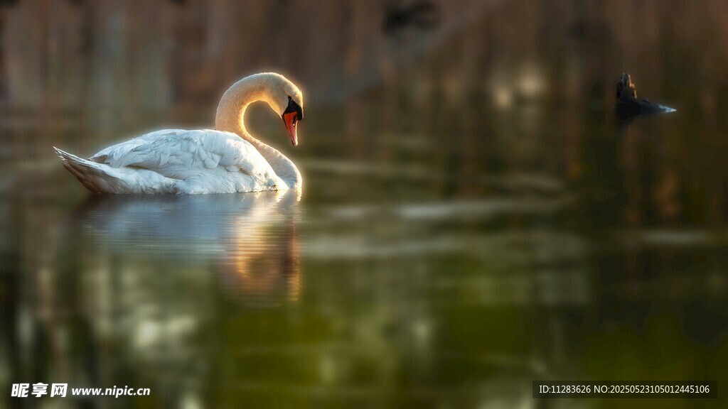 水中游弋的多彩美丽野鸭