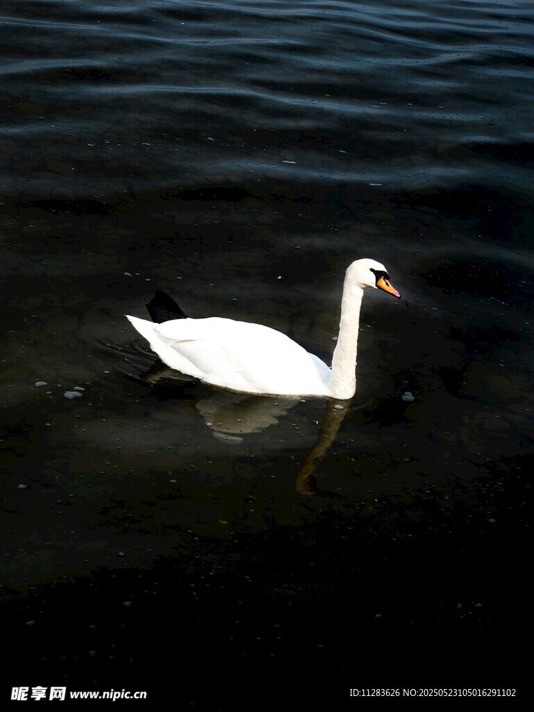 水中优雅的白色天鹅