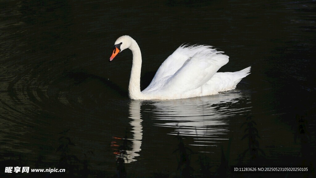 优雅天鹅于水面悠然游弋