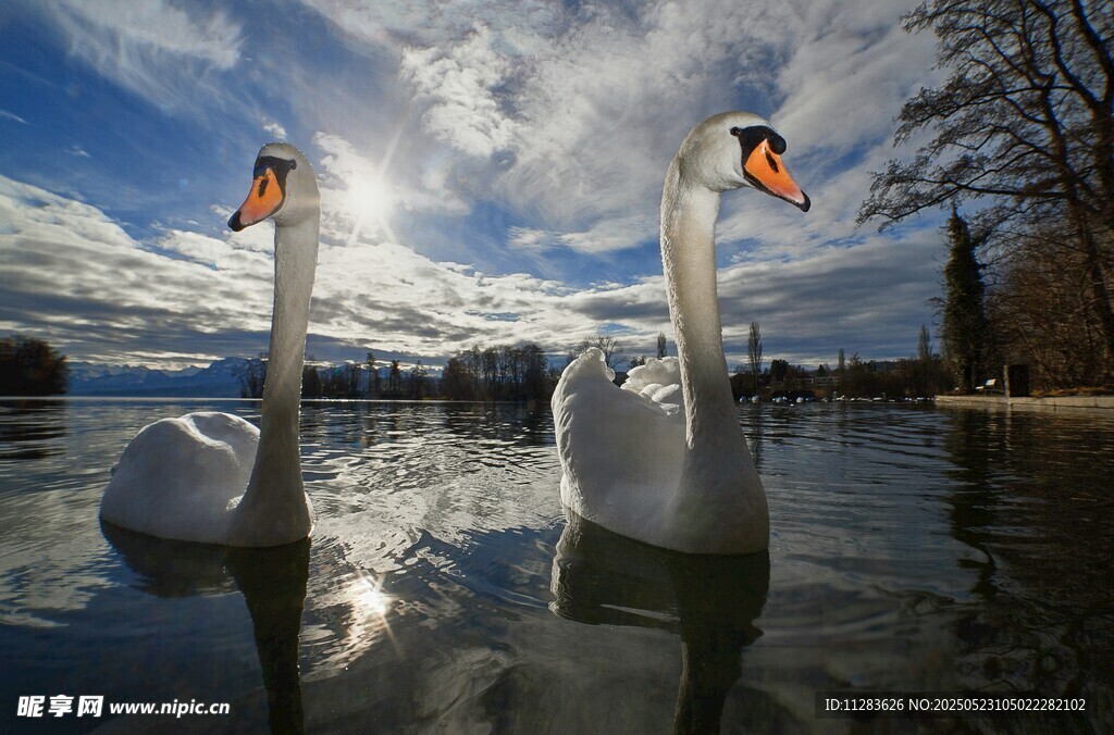 湖面上的优雅双天鹅