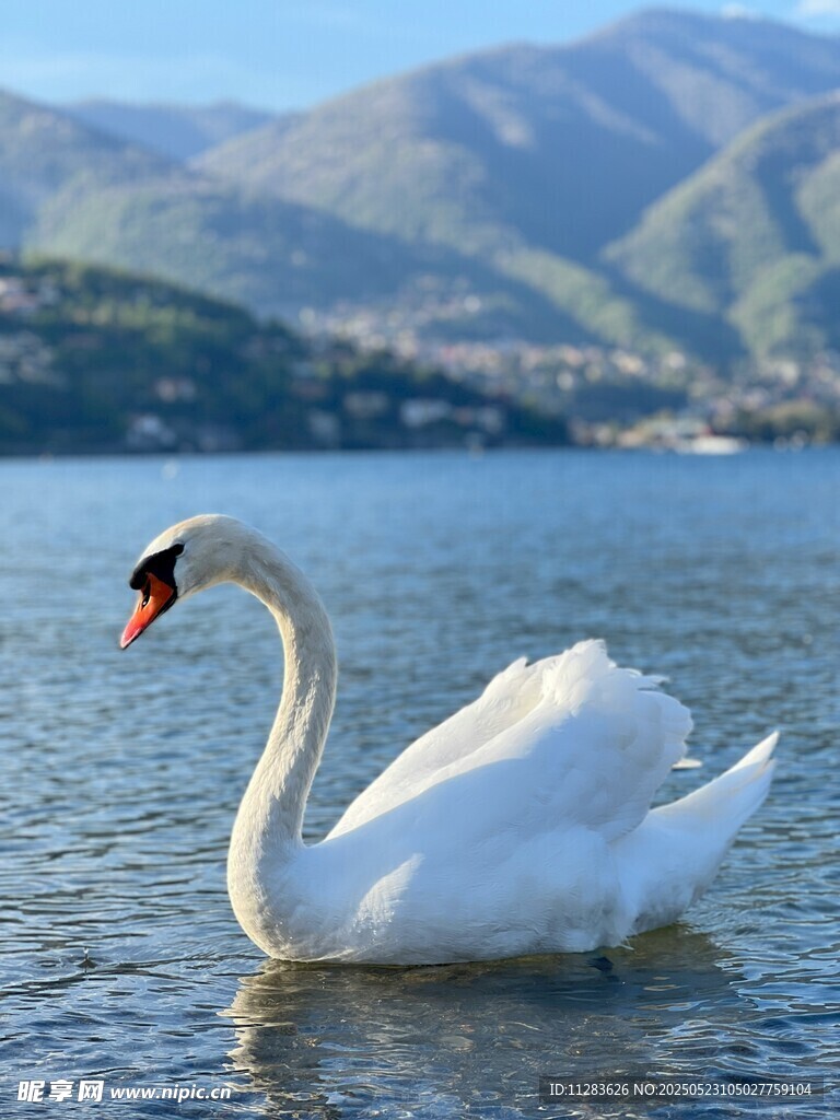 湖面上优雅的白天鹅