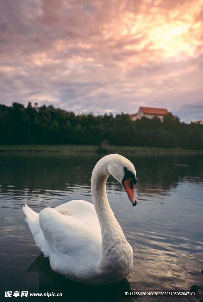 湖畔天鹅映晚霞美景