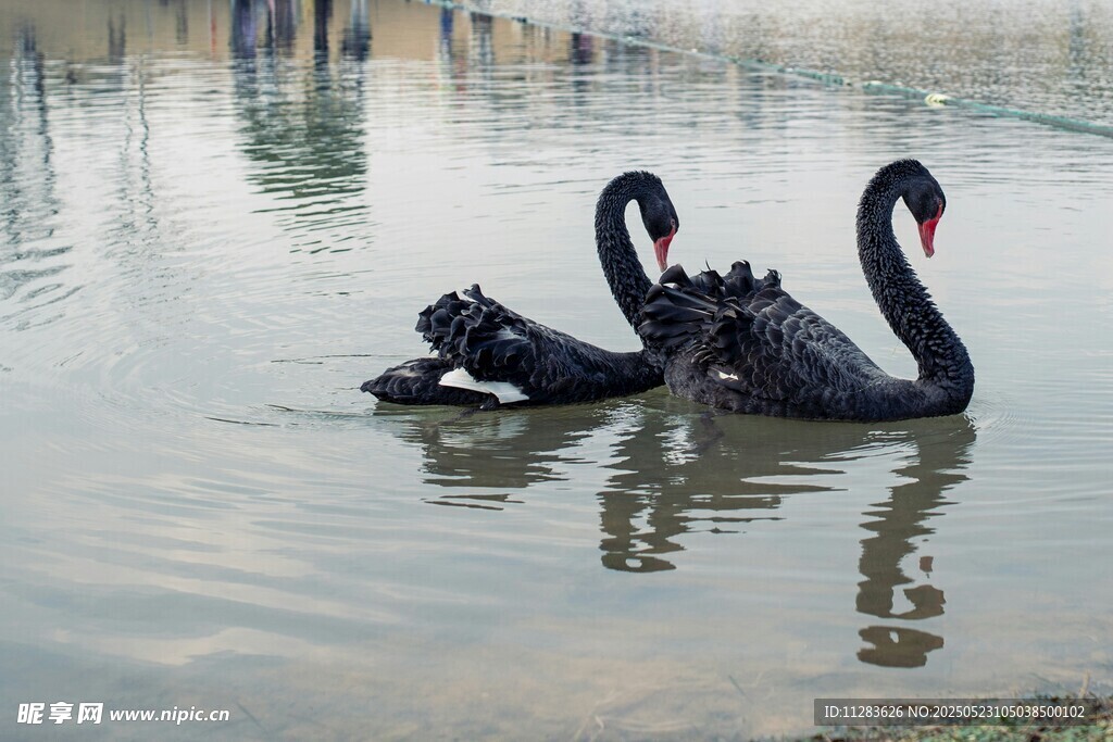 水中双黑天鹅优雅游弋