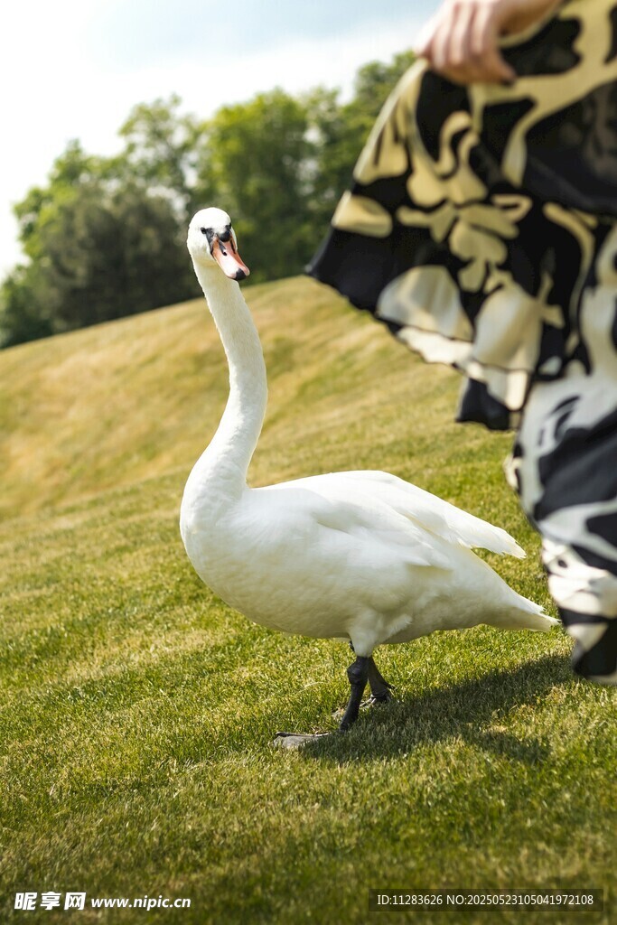 草地上的优雅天鹅