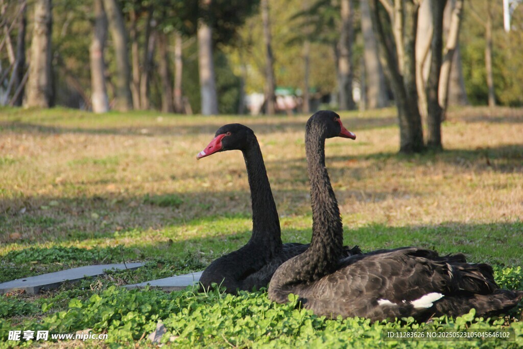 草地上的两只黑天鹅