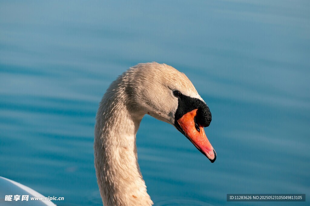 优雅天鹅特写