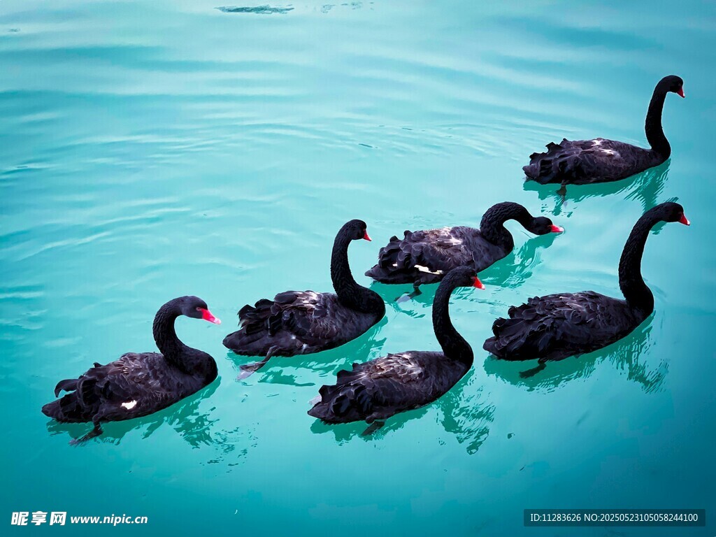 一群黑天鹅悠游于碧水间