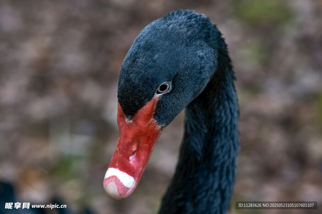 黑天鹅特写