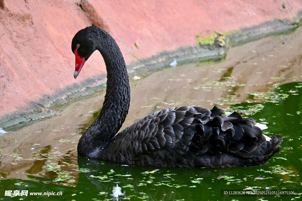 优雅黑天鹅于绿池中游弋