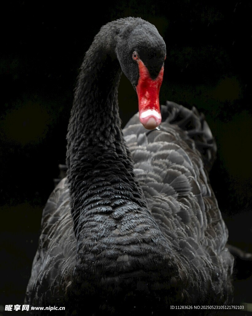 优雅黑天鹅整理羽毛