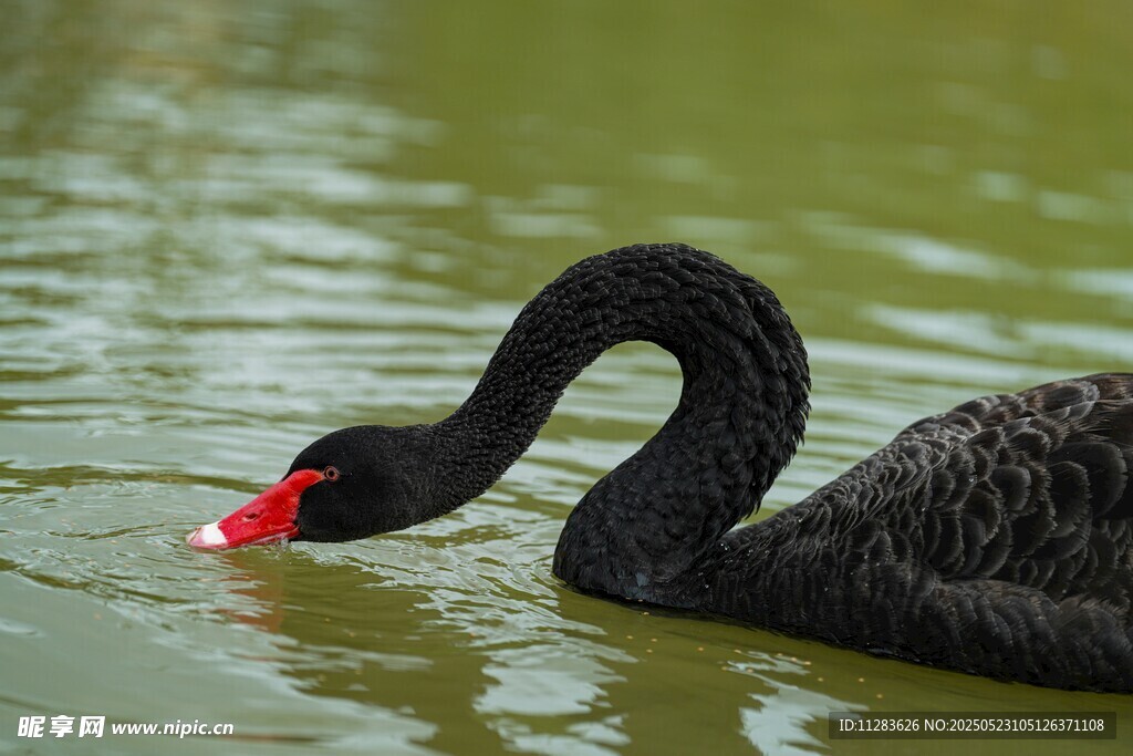 黑天鹅水中优雅觅食