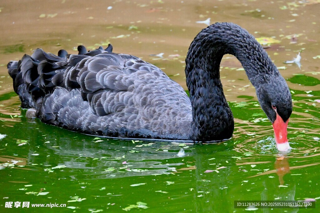 黑天鹅水中优雅觅食
