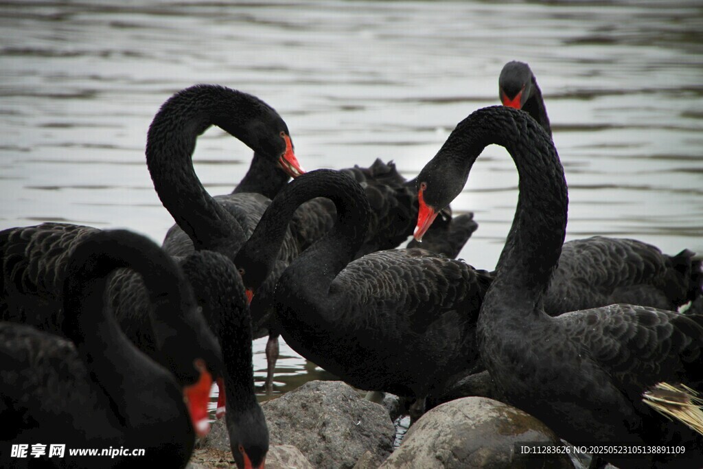 黑天鹅群聚于水边岩石