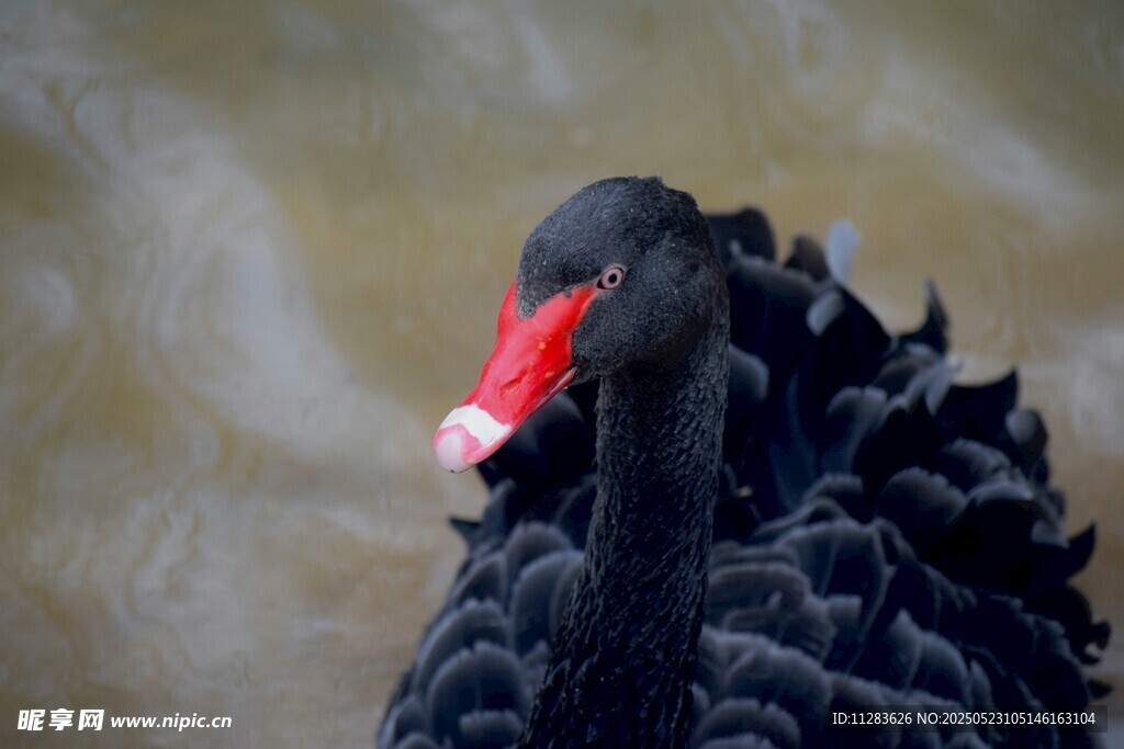 黑天鹅特写