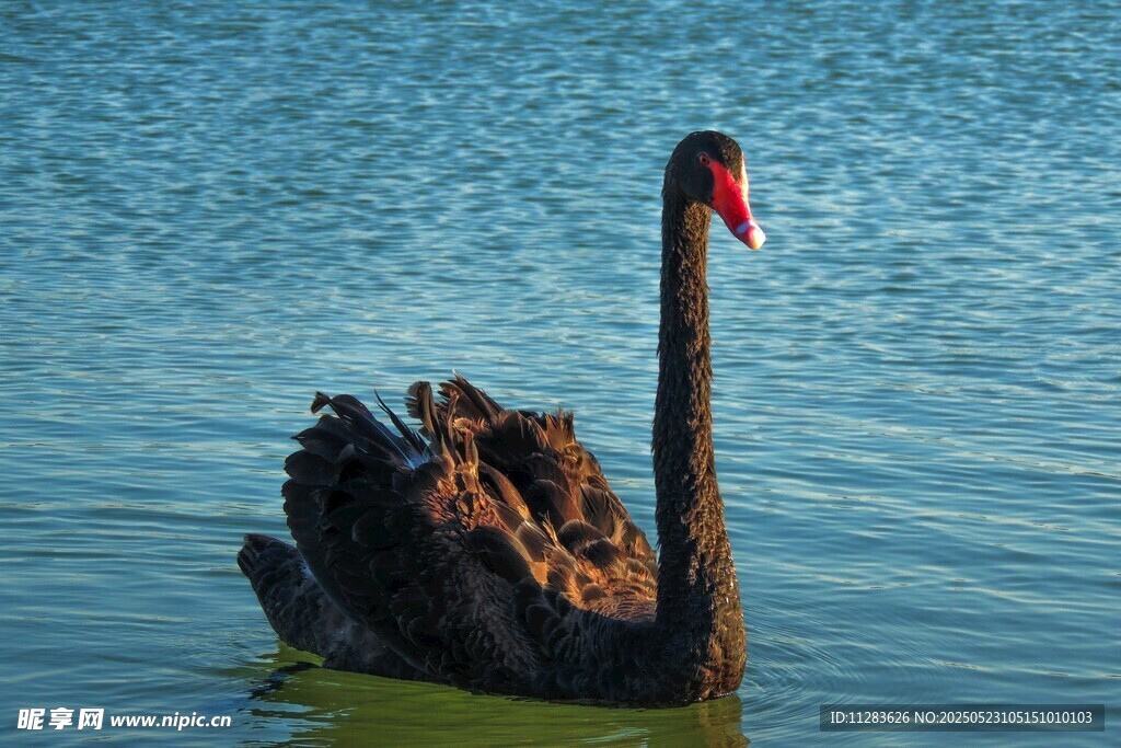 水中黑天鹅优雅游弋