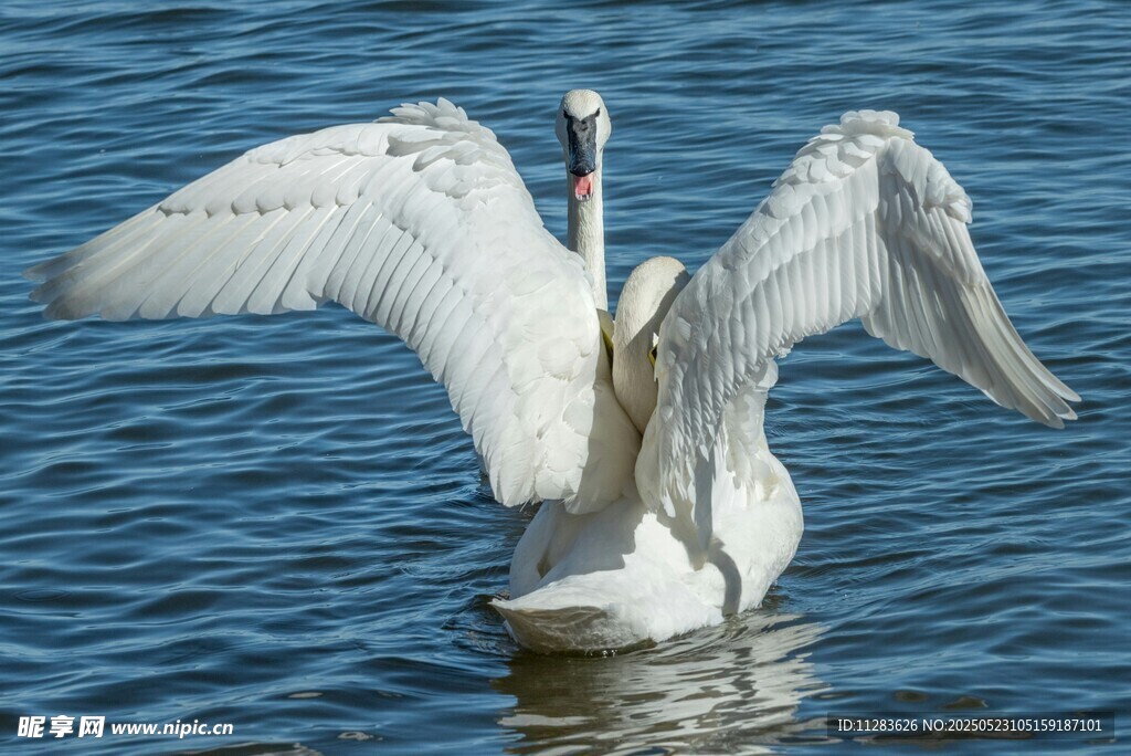 天鹅水中展翅