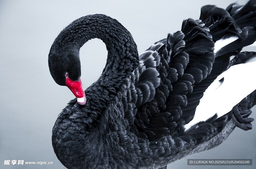 优雅黑天鹅雕塑展示