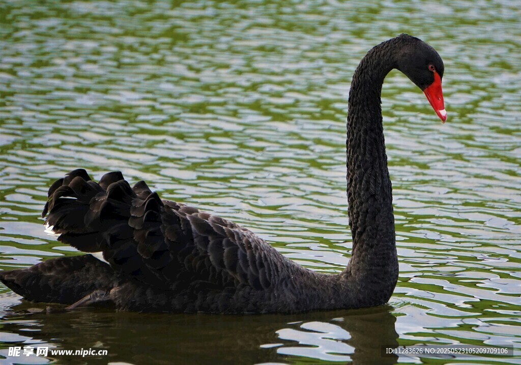 黑天鹅水中优雅游弋
