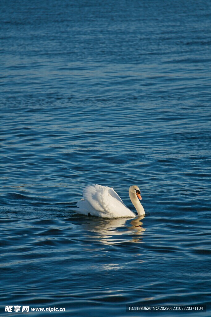 水面上悠游的优雅白天鹅