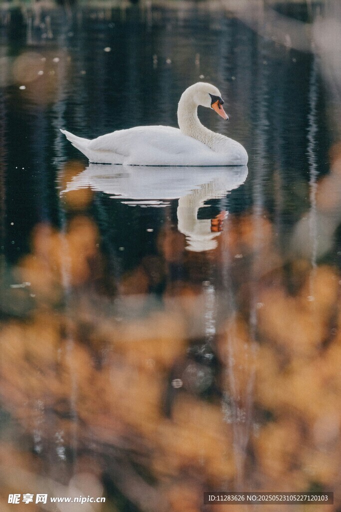 湖面上优雅的白天鹅
