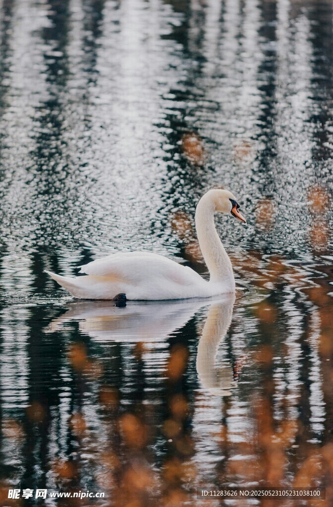 湖中游弋的优雅白天鹅