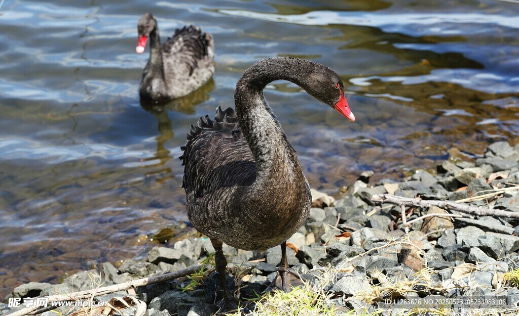 岸边黑天鹅与水中同伴