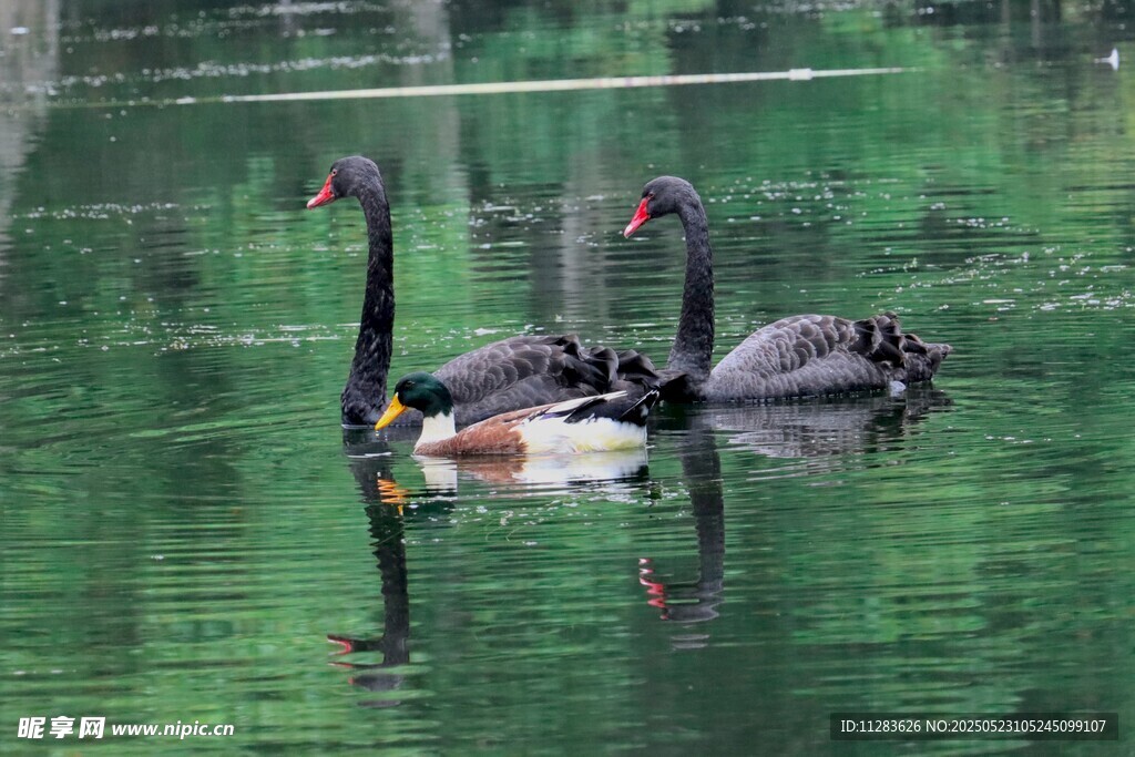 湖面上的黑天鹅优雅游弋