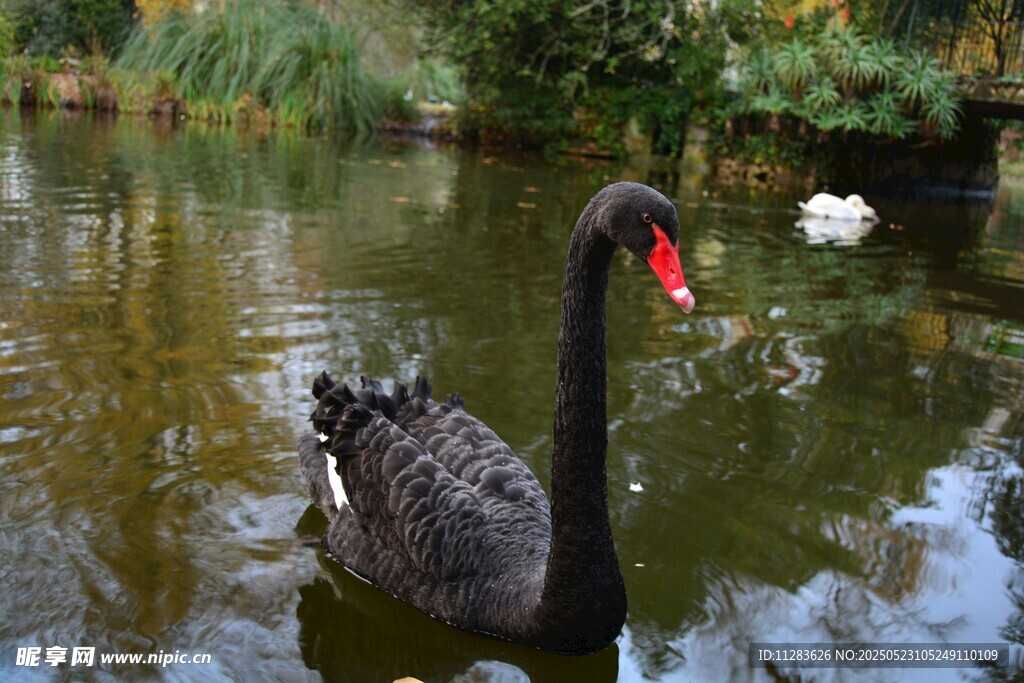 池塘中的优雅黑天鹅