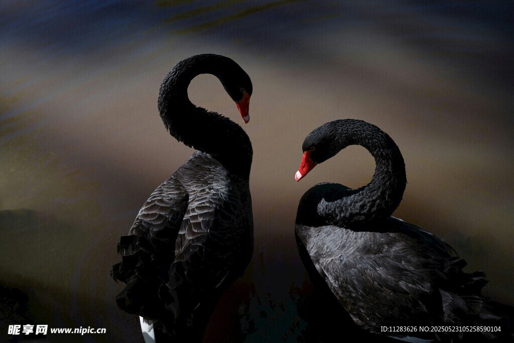 双黑天鹅优雅相依