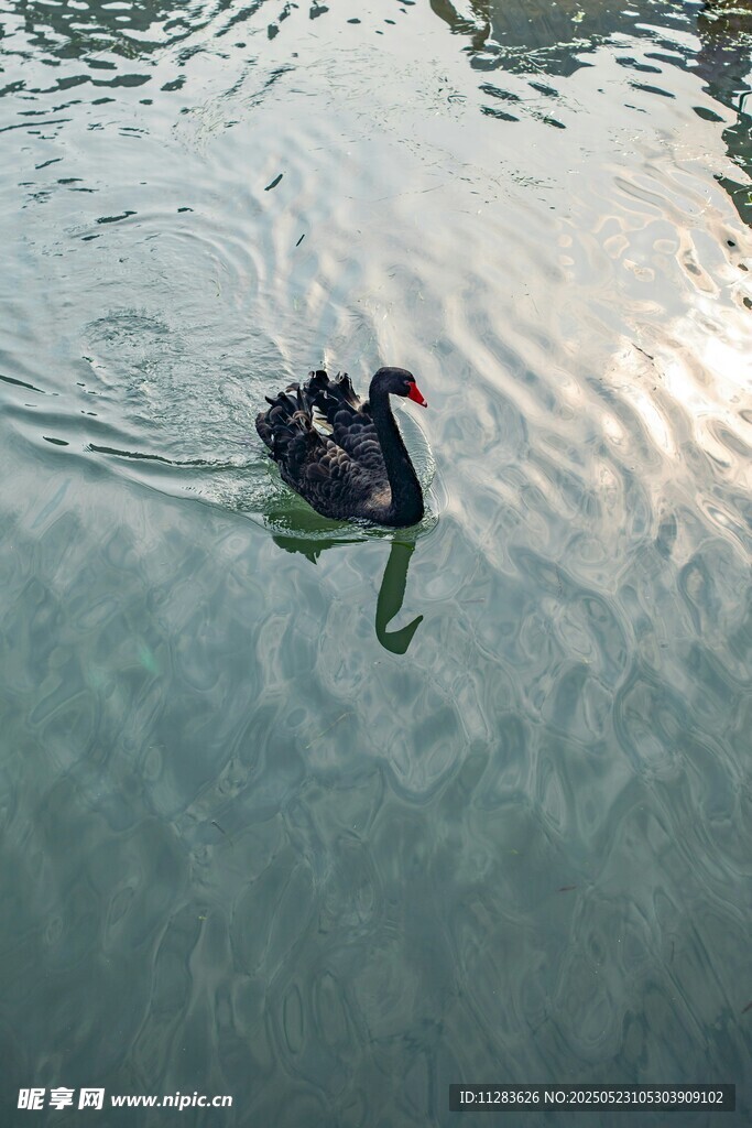 湖面上的两只黑天鹅