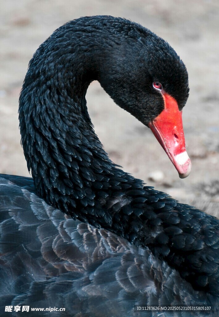 优雅黑天鹅特写